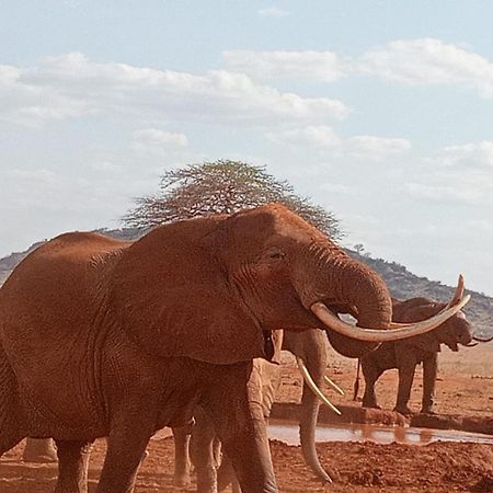 Tausa Tsavo Eco Lodge Voi Exteriör bild