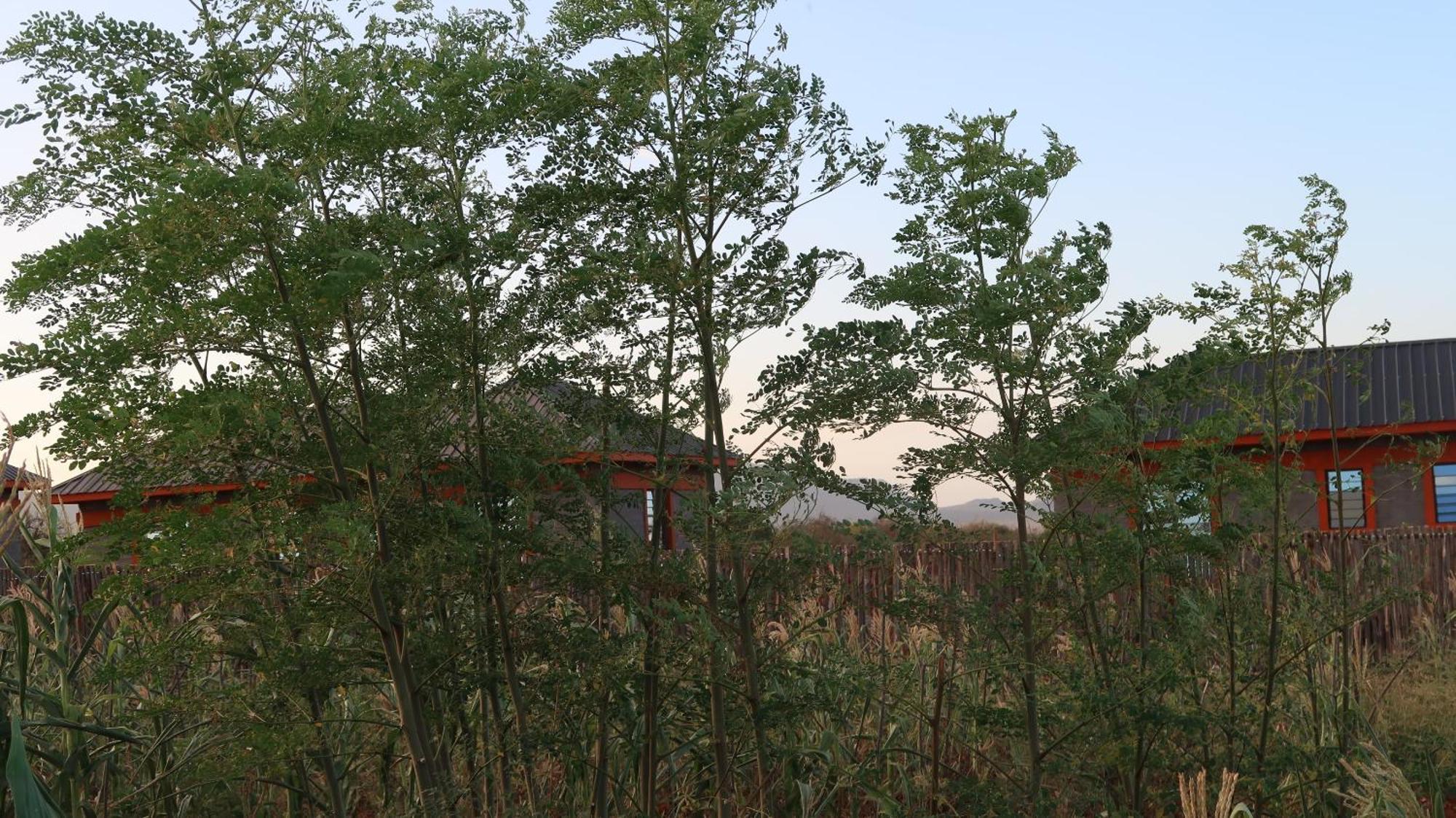 Tausa Tsavo Eco Lodge Voi Exteriör bild