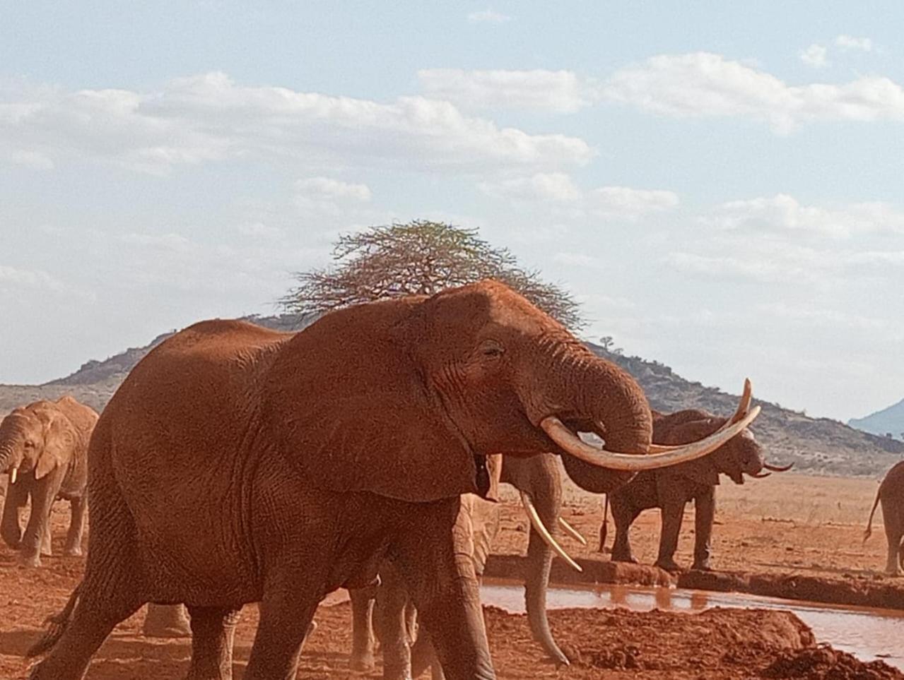 Tausa Tsavo Eco Lodge Voi Exteriör bild