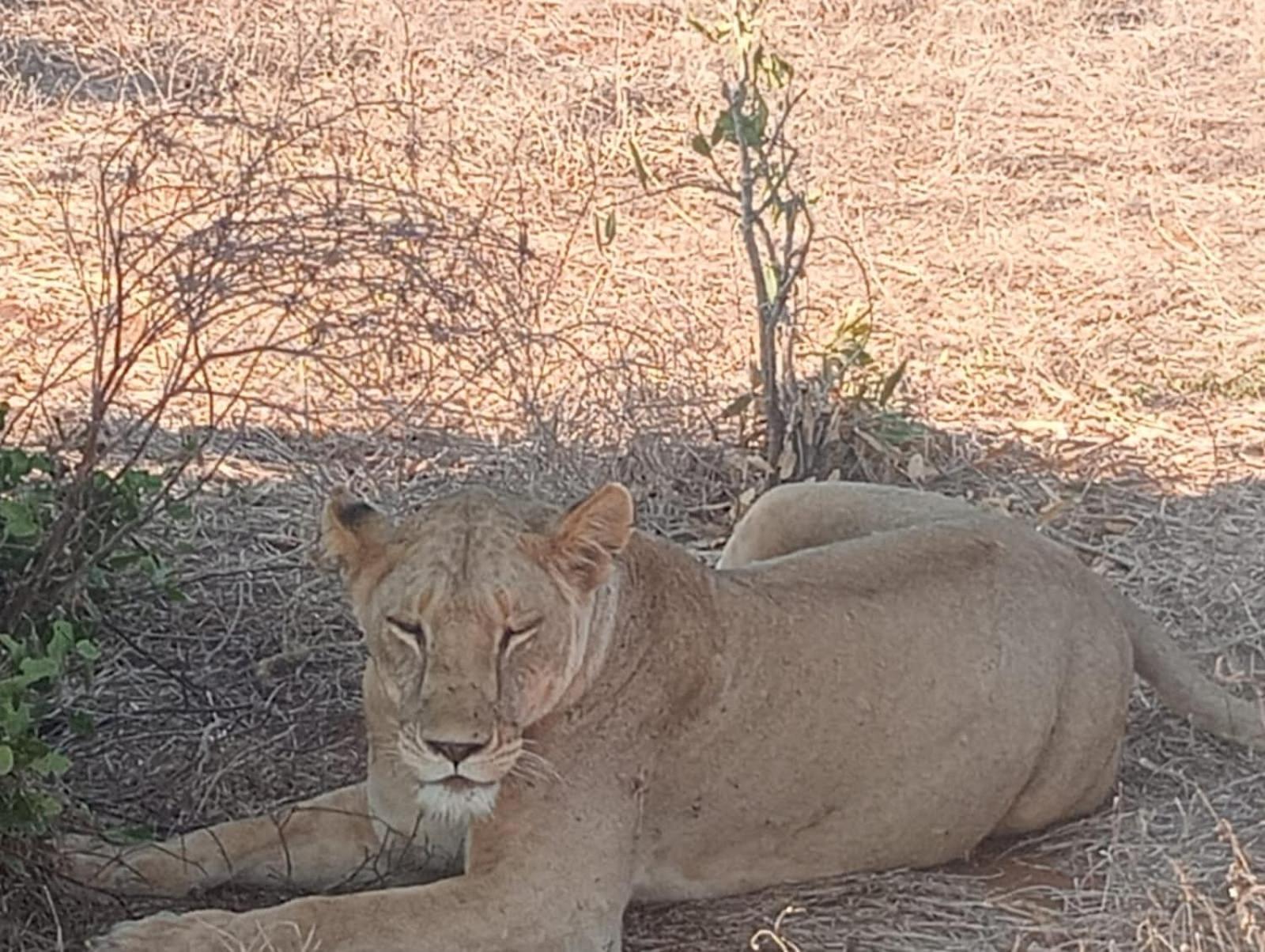 Tausa Tsavo Eco Lodge Voi Exteriör bild