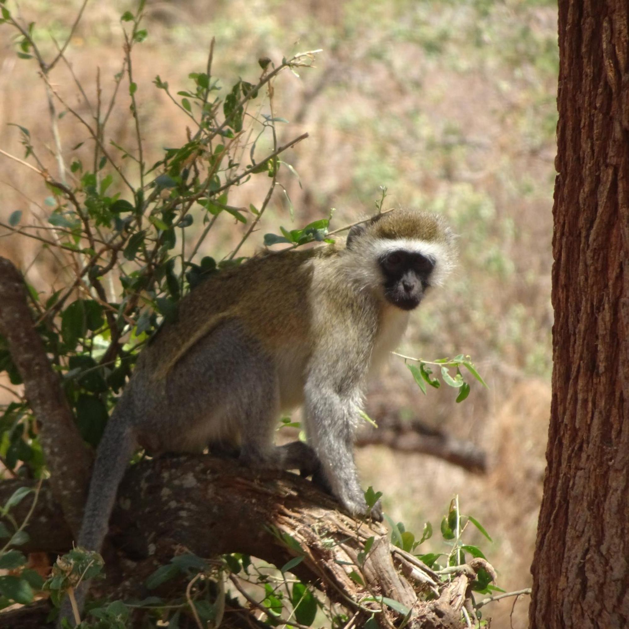 Tausa Tsavo Eco Lodge Voi Exteriör bild